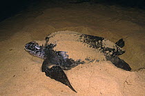 Leatherback turtle female laying eggs at night {Dermochelys coriacea} Matura beach, Trinidad