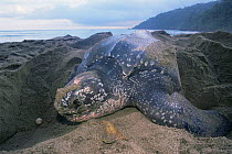 Leatherback turtle female {Dermochelys coriacea} Grand Riviere, Trinidad