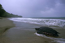 Female Leatherback turtle leaves sea to lay eggs {Dermochelys coriacea} Grand Riviere, Trinida