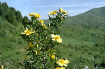 Yellow rose flowering {Rosa kokanica} Western Tien Shan Mountains, South Kazakstan, Russia Aksu-Jabagly NR, Siberia