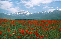 Red horned poppies {Roemeria refracta} below Western Tien Shan Mountains, South Kazakstan, Russia Asku-Jabagly, Siberia