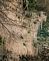 Icicles hanging from woodland tree Norfolk, UK