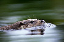 European river otter swimming {Lutra lutra}, Otterpark Aqualutra, Leeuwarden, Netherlands