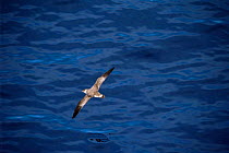 Greater shearwater skimming sea surface {Puffinus gravis} Bay of Biscay, Atlantic