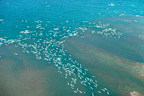 Aerial view of Belugas in Cunningham Is {Delphinapterus leucas} Somerset Is, Can Arctic
