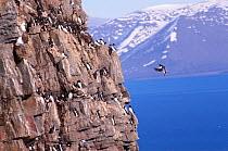 Brunnich's guillemot nesting colony on cliff {Uria lomvia}, Svalbard, Norway, summer