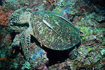 Green turtle feeding on coral {Chelonia mydas} with Remora fish, Sipadan, Sabah