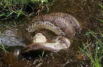 Indian python {Python molurus} constricting Grey langur prey in water, Bandhavgarh NP, MP, India