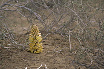 Broomrape {Orobanchaceae} amongst scrubland, Iran