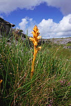 Thyme broomrape, yellow variety {Orobanche alba}, The Burren, Republic of Ireland