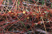 Close up of the parastitic plant Dodder {Cuscuta sp}, Spain