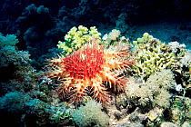 Crown of thorns starfish {Acanthaster planci} Red Sea