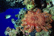 Crown of thorns starfish {Acanthaster planci} Red Sea, Egypt