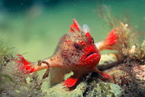 Red handfish {Brachyionichthys politus} Tasmania, Australia.