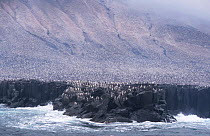Huge Chinstrap penguin colony {Pygoscelis antarctica} breeding on the coastline of dormant volcanic island of Zavadowski, South Sandwich Islands, Antarctica