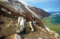 Chinstrap penguin  {Pygoscelis antarctica} adult with juveniles, Zavadovski Island, South Sandwich
