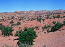 Endemic Argan trees (Argania spinosa) produce oil-bearing seed, found in scrub foothills of High Atlas Mountains, Morocco