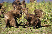 Gelada baboon {Theropithecus gelada} females fighting. Simien Mountains, Ethiopia