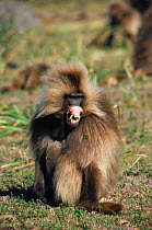 Gelada baboon male bares teeth in threat display {Theropithecus gelada} Simien mtns, Ethiopia