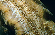 Giant scallop, close-up of mantel (Pecten maximus) Devon, UK