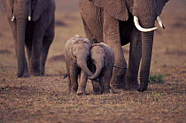 Two baby African elephants with trunks entwined. Masai Mara, Kenya