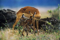Newborn Impala (Aepyceros melampus) suckling as mother cleans off afterbirth, Masai Mara NR, Kenya
