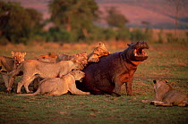 Lions attacking Hippopotamus, Masia Mara, Kenya