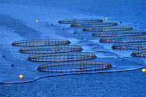 Fish farm in sea inlet, Shetland Is, Scotland, UK