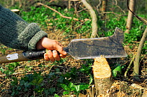 Bill hook used to trim 'pleachers' - woodland trees that are cut down. UK