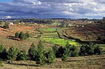 Paddy fields near Antananarivo, Madagascar