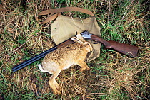 European hare {Lepus europaeus} shot with gun beside, UK