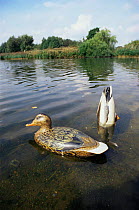 Mallard duck decoys, Norfolk, UK
