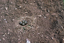 Lapwing nest with eggs {Vanellus vanellus} Norfolk, UK