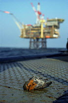 Robin {Erithacus rubecula} dead from exhaustion on oil rig supply ship, North Sea.