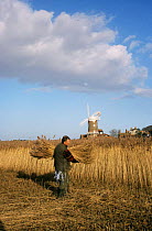 Harvesting reeds, Cley Bird Reserve, Norfolk, UK