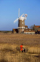 Harvesting reeds, Cley Bird Reserve, Norfolk, UK