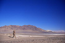 Altiplano habitat in Atacama desert, Chile, near Argentina border