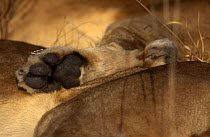Close up of hind paw of African lion {Panthera leo} Malamala GR, South Africa