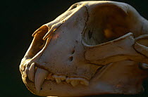 Cheetah skull {Acinonyx jubatus} Kenya