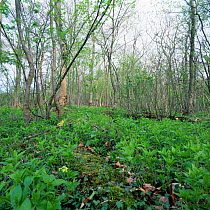 Coppiced woodland with Violet, Cowslip and Dogs mercury in understorey, Silverdale, Lancashire, UK.