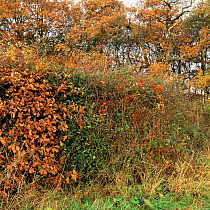 Guelder rose, Holly, Black bryony, Black nightshade, Hawthorn, Rosehips growing in ancient hedgerow, UK.