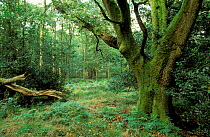 Woodland with mature Oak tree and Holly, Roundsea WR, Cumbria, UK
