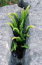 Harts tongue fern {Asplenium scolopendrium} growing in limestone pavement. Lancs, UK