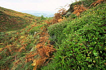 Ilkeley moor with Crowberry, Bilberry and Bracken, Yorkshire, UK