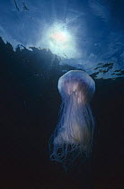 Underwater view of Jellyfish (Cyanea lamarckii), surface sunburst, UK