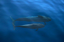 Mother & young Short finned pilot whales {Globicephala macrorhynchus} swimming just below surface,  Tenerife Canaries