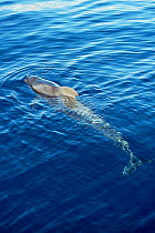 Short finned pilot whale {Globicephala macrorhynchus} Tenerife Canary Islands November