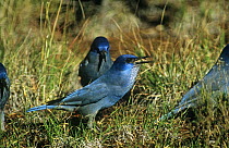 Pinyon jay {Gymnorhinus cyanocephala} carrying Pinyon pine seed {Pinus edulis} Arizona, USA. Vulnerable species. The Pinyon jay feeds almost exclusively on these seeds. It hides them in ground and has...