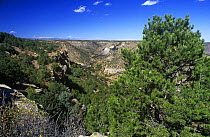 Pinyon pine and Juniper forest in canyon, New Mexico, USA. Habitat of the Pinyon jay {Gymnorhinus cyanocephala}, vulnerable species