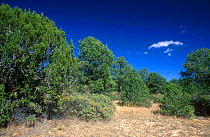 Pinyon pine & Juniper forest, New Mexico, USA. Pinyon jay bird habitat